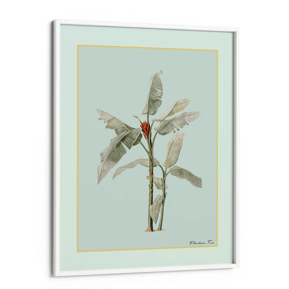 Plantain Tree III - Coast