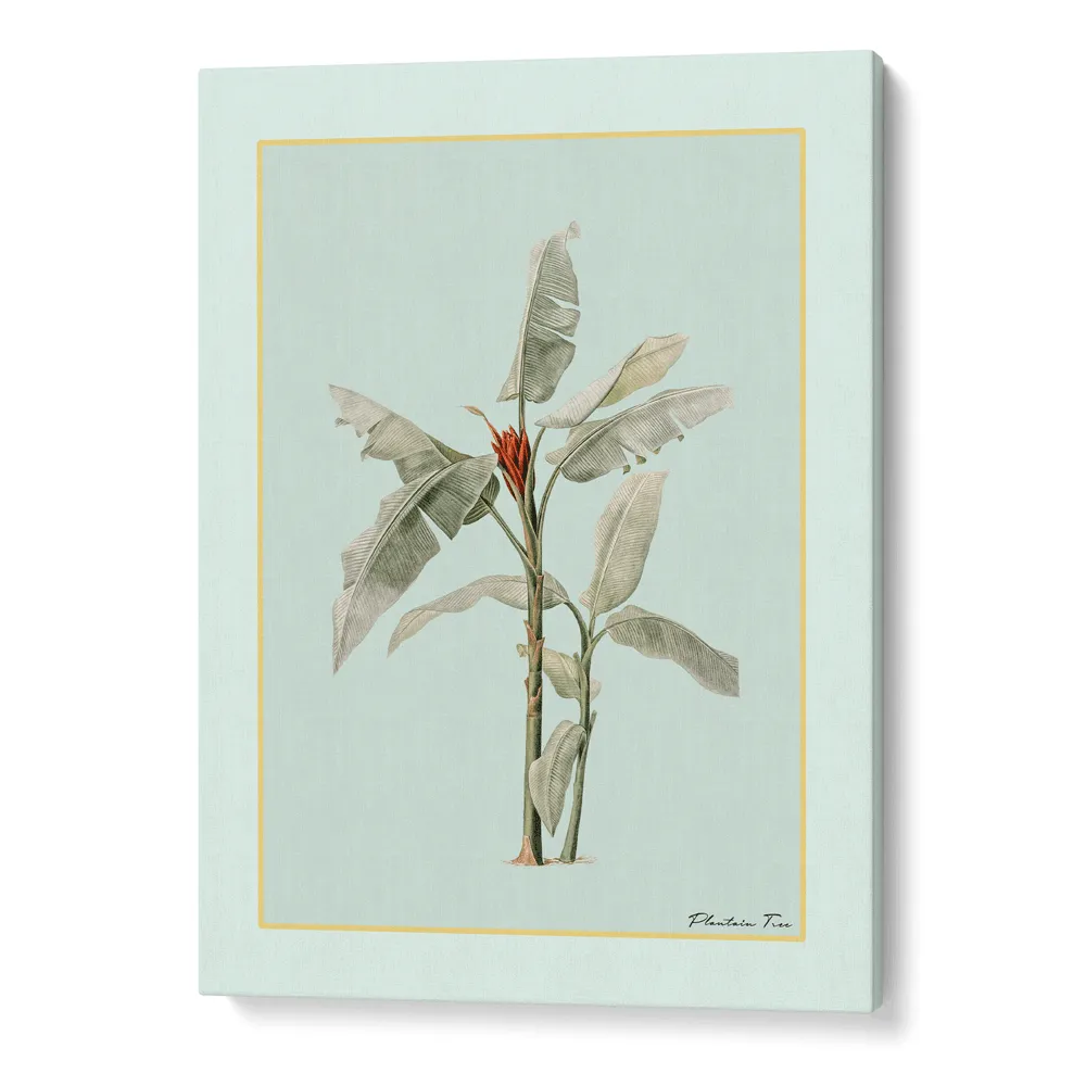 Plantain Tree III - Coast